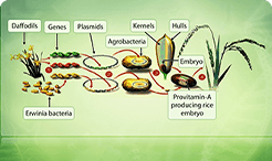 Botany